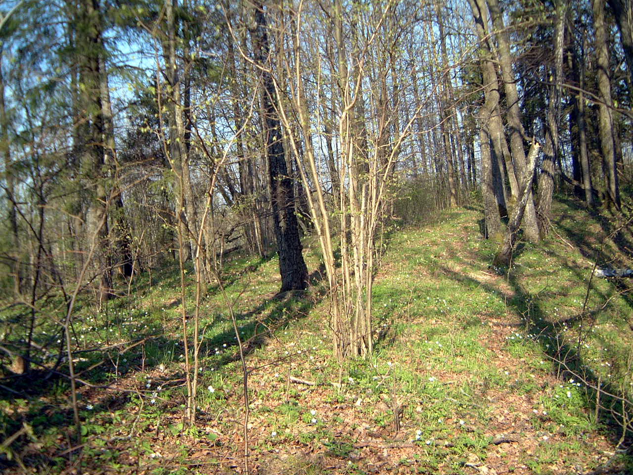 TE-29 viršūnės fragmentas