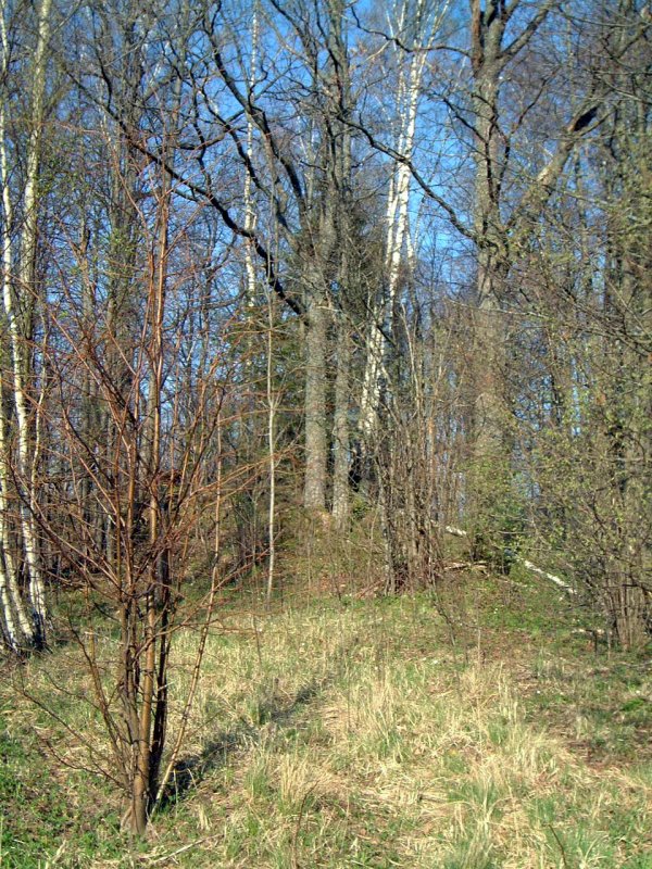 TE-29 viršūnė
