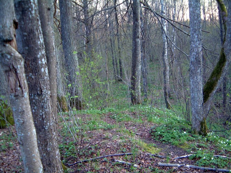 TE-36 Viršūnė
