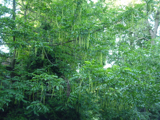 DSC00136