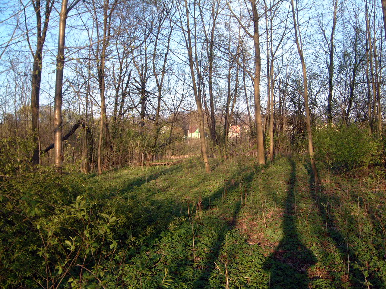 TE-20 Viršūnė