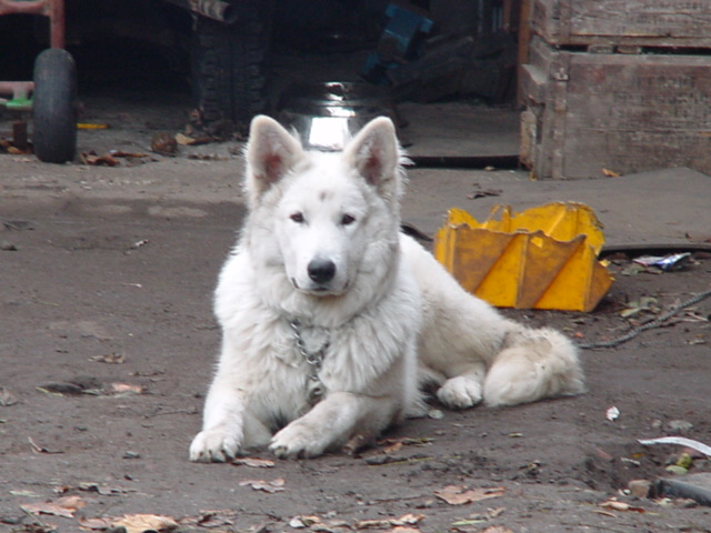 DSC00254