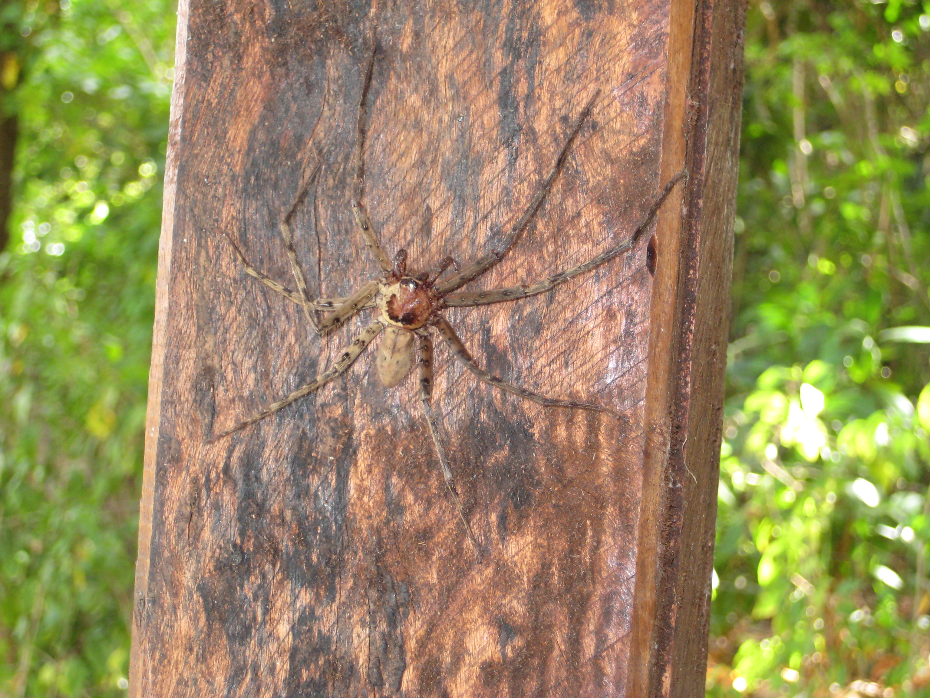 Friendly spider. I've been told unlike in VK2 there are no deadly ones.
