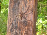 Friendly spider. I've been told unlike in VK2 there are no deadly ones.