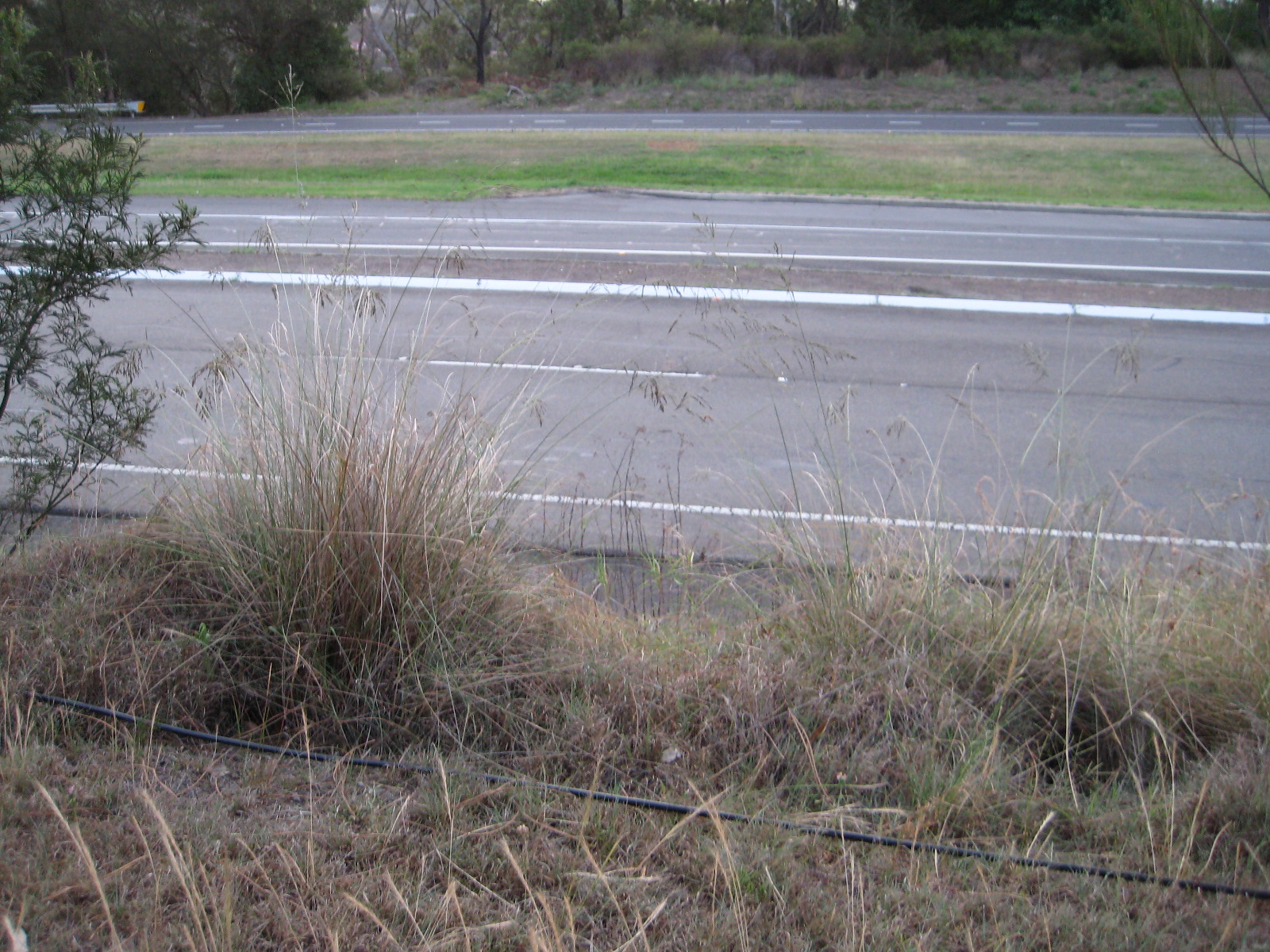 Coax going to beverage feed point