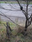 Beverage - in the traffic island (Pacific Highway - Northbound - is seen in the background). No ham signals heard, only the