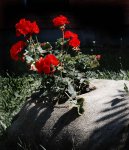 DSC_7646_2_R.jpg