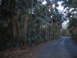 On the way to VK9LL QTH