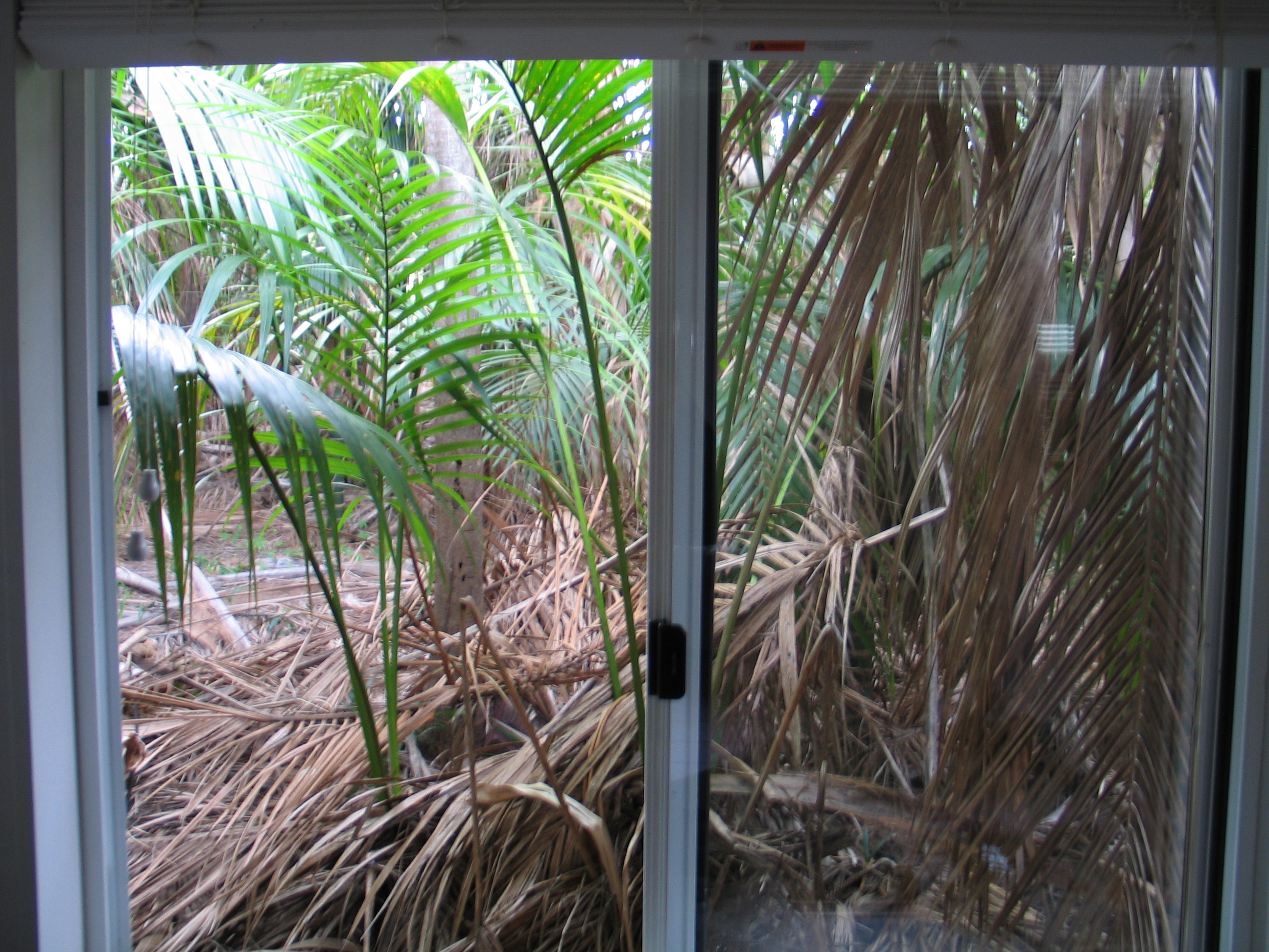 A million dollar view through the shack window