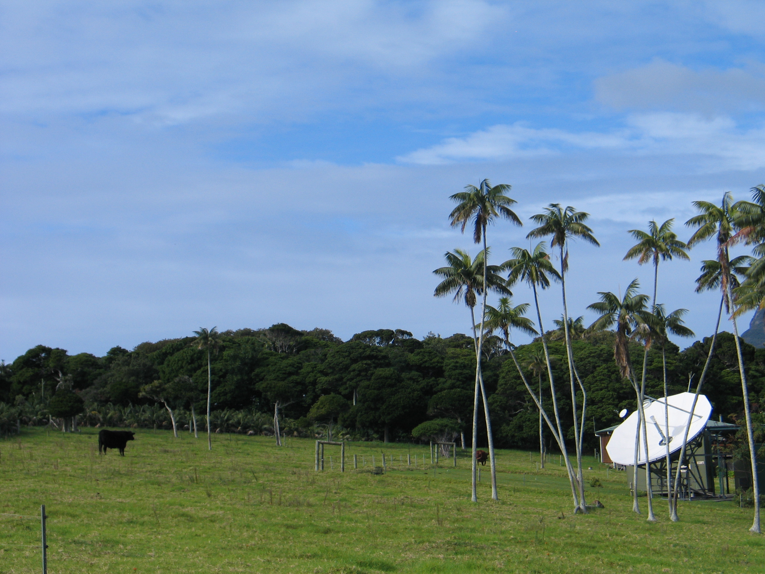 The biggest QRM - two massive cattle that will take ur antenna down in seconds