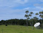 The biggest QRM - two massive cattle that will take ur antenna down in seconds
