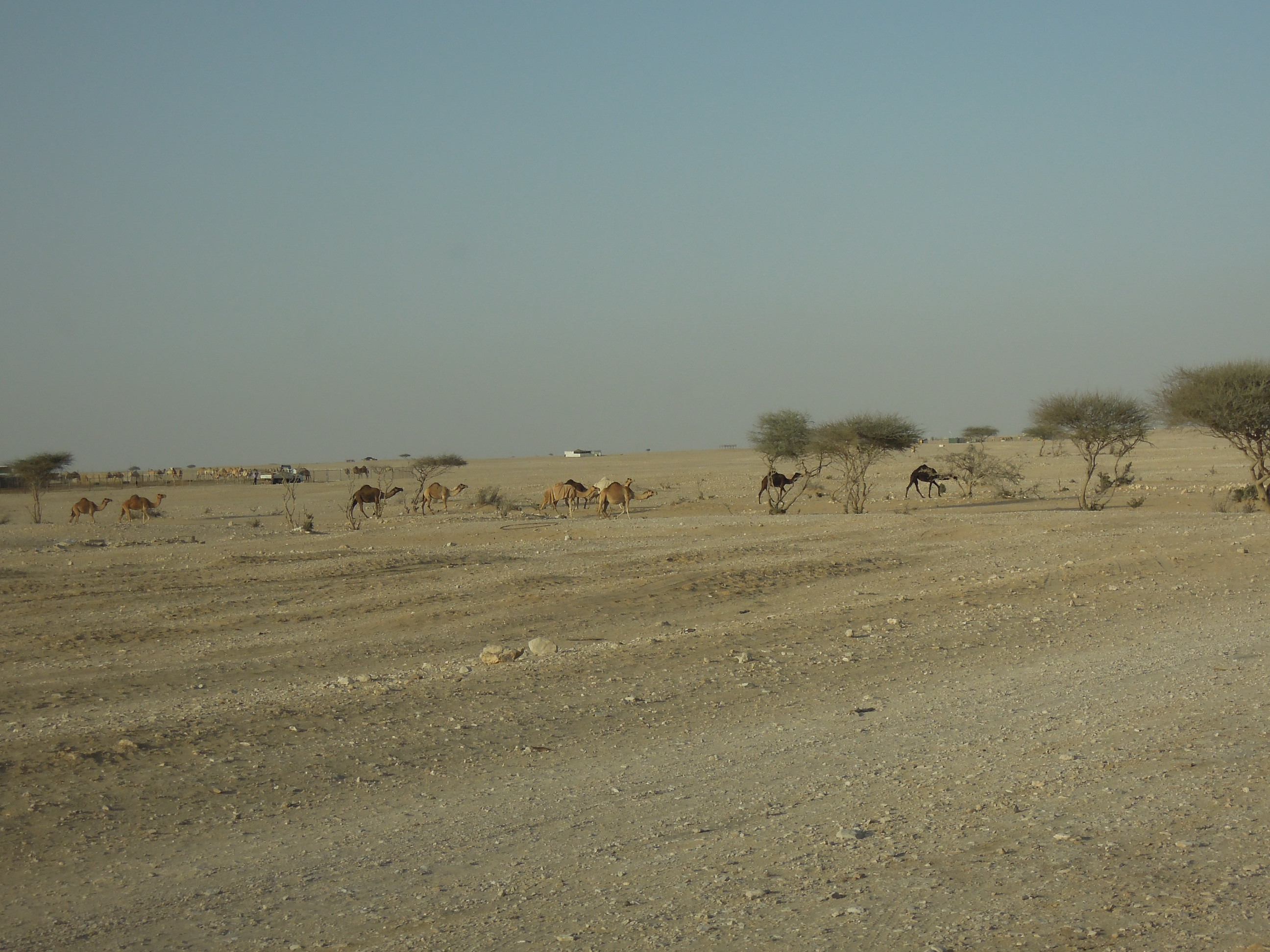 DSCN6458.JPG