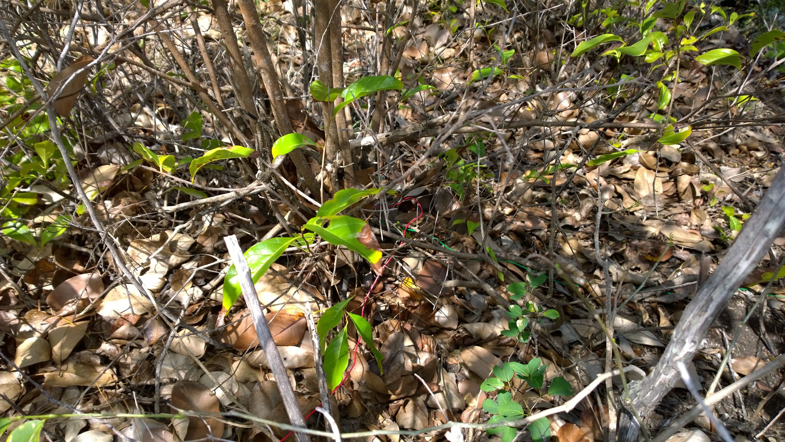 Beveridzo galas