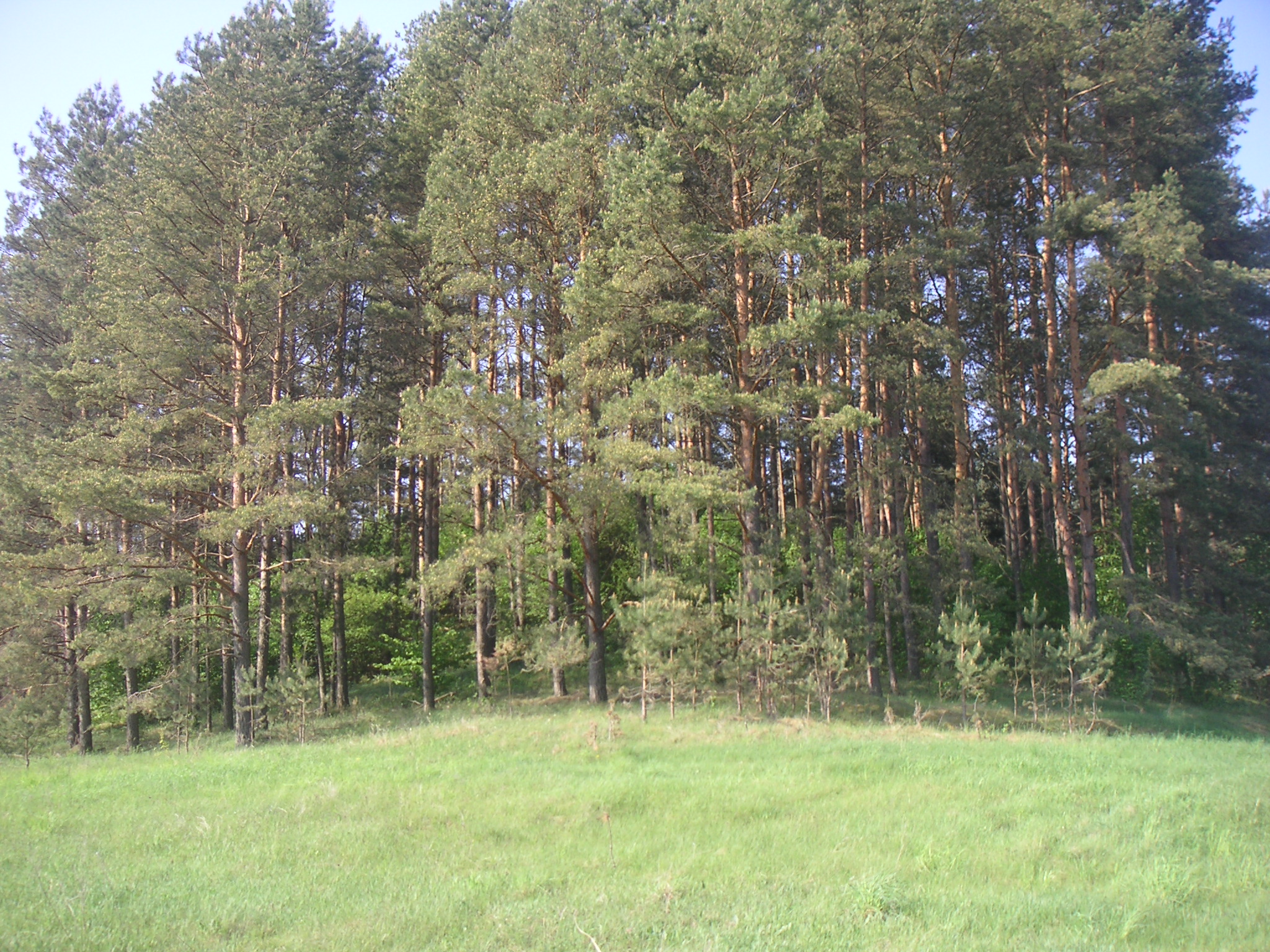 PICT0061