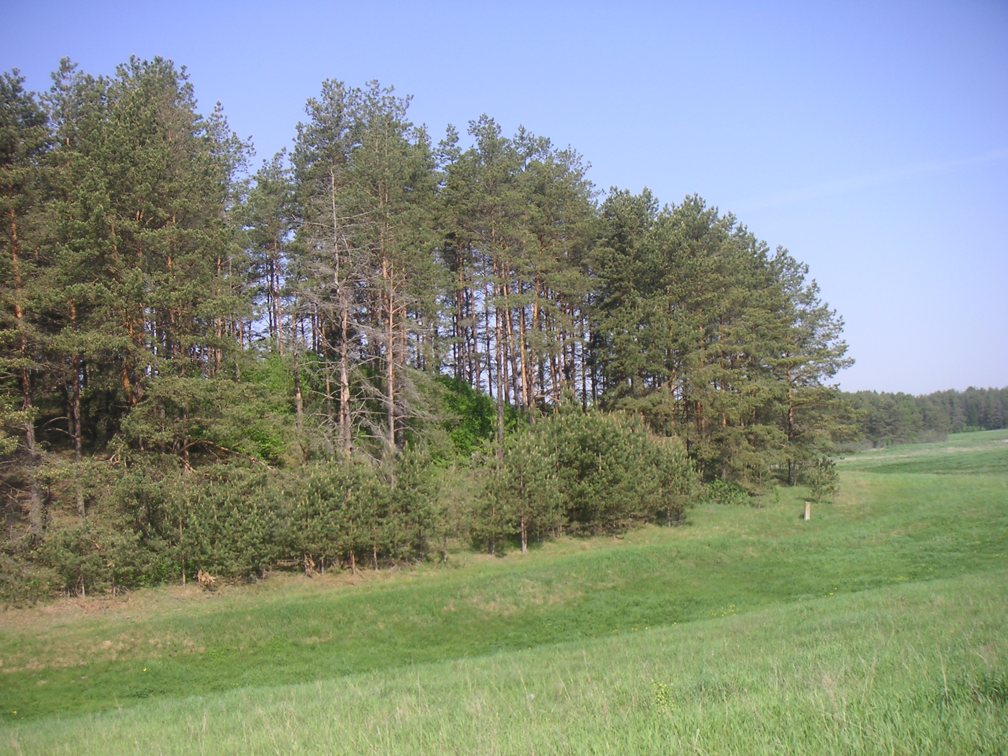 PICT0065