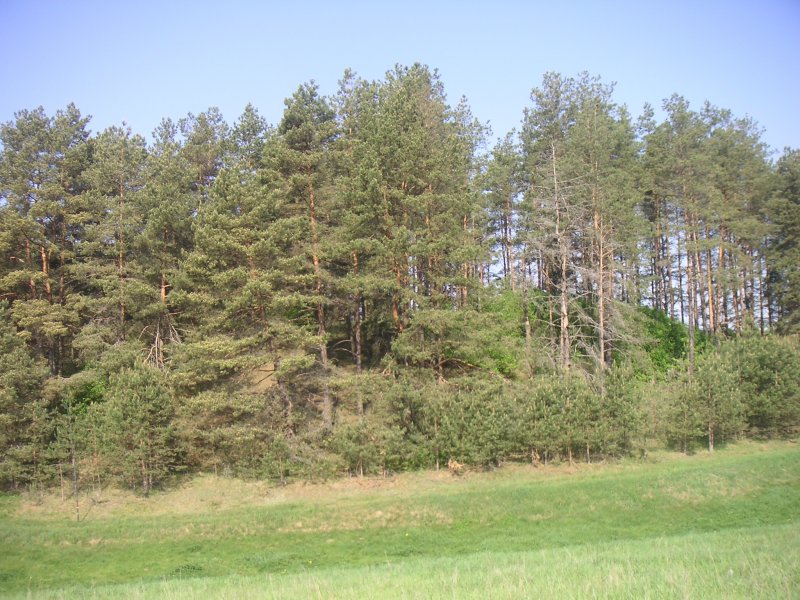 PICT0066