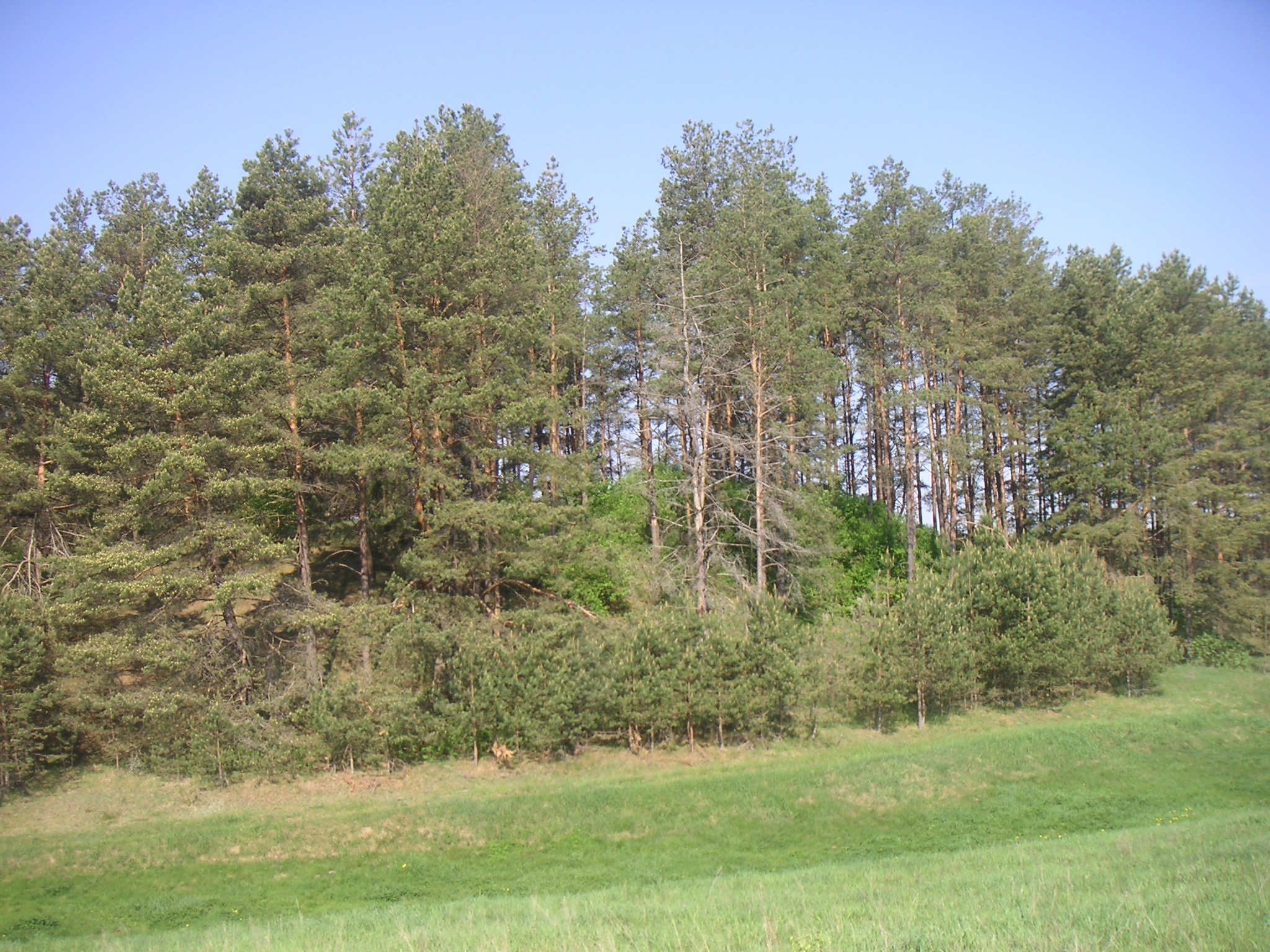 PICT0068