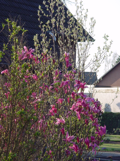 DSC01184