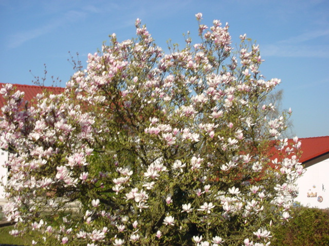DSC01185