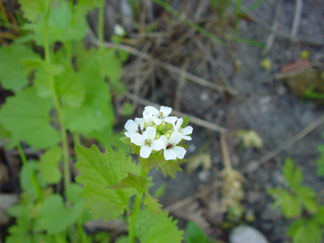 DSC01218