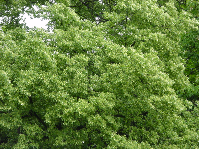 DSC01264