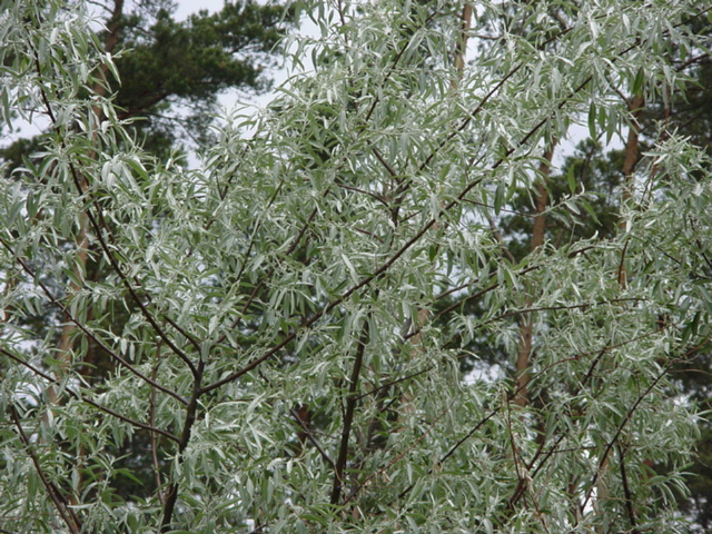 DSC01266