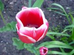 DSC01264
