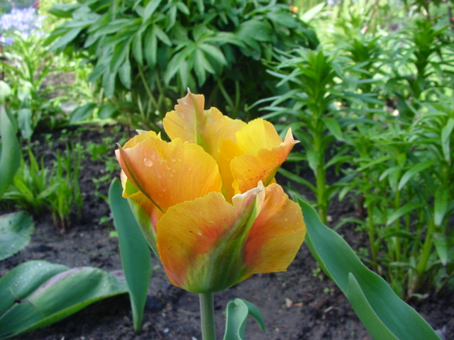 DSC01265