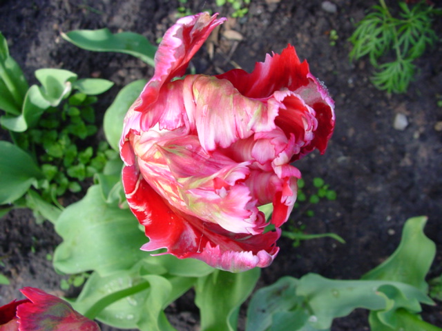 DSC01267