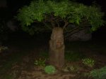 DSC01379