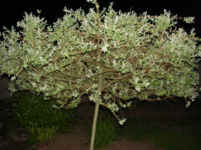 DSC01380