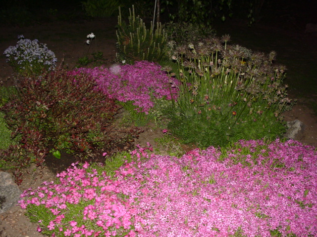 DSC01384