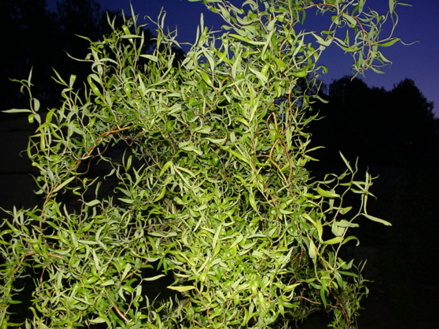 DSC01385