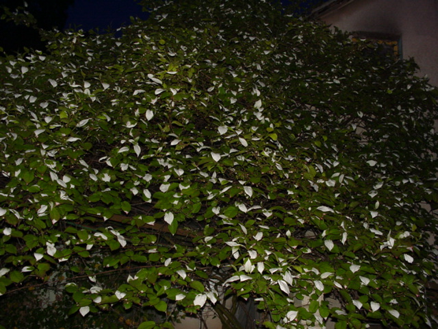 DSC01386