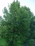 DSC00462