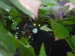 DSC00396