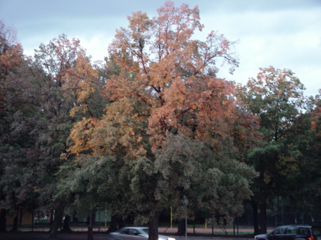 DSC00520