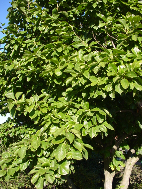 DSC00512