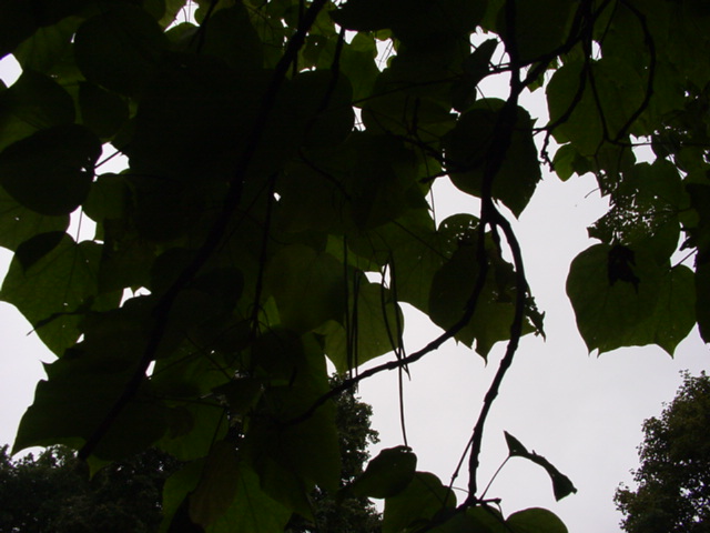 DSC00938