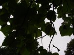 DSC00938