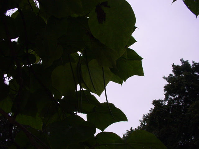 DSC00939