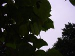 DSC00939