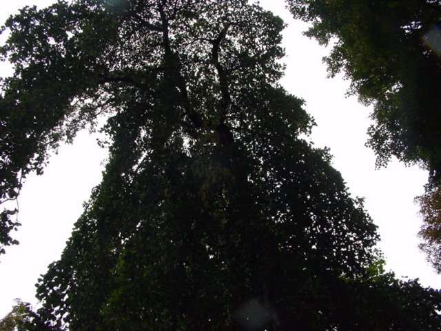 DSC00941