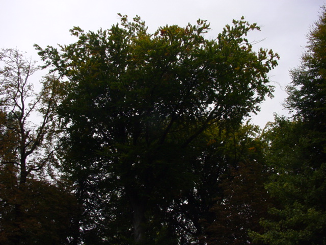 DSC00943