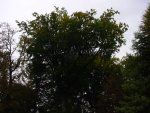 DSC00943