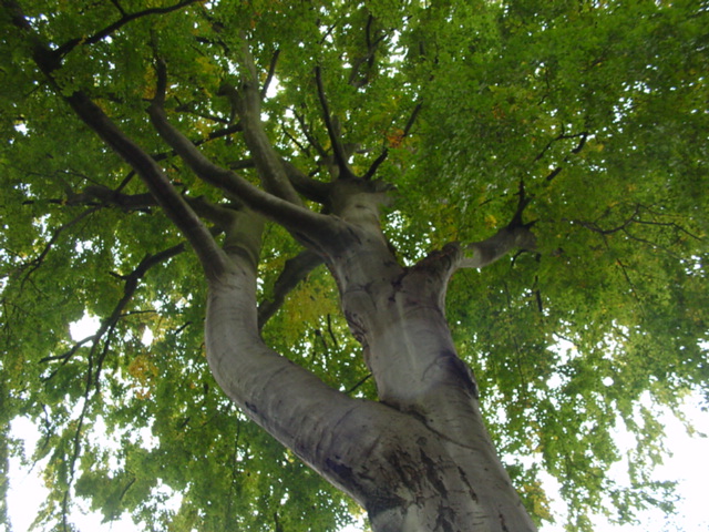 DSC00944