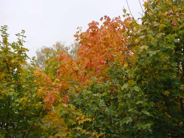 DSC00958