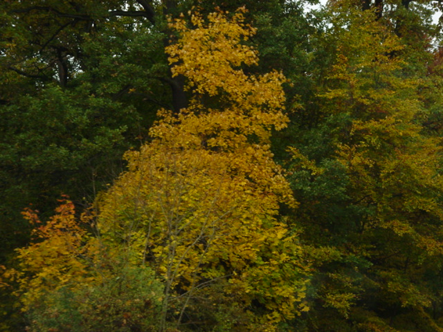 DSC00971