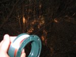 Laying EU beverage in the bush - watch out for spiders