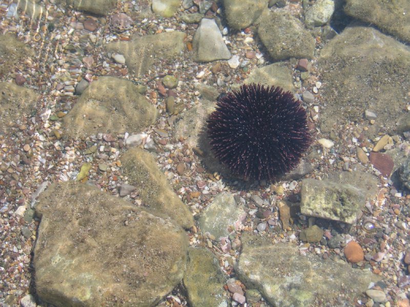 Juros eziukas Poros saloje